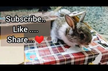 Baby rabbit playing hide and seek 🙈❤️