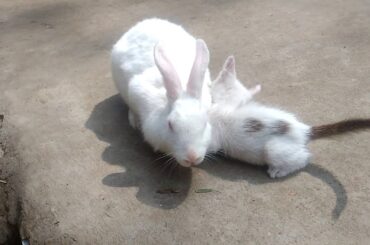 My Baby cat fun with Rabbit # funny video