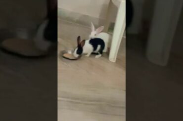 so cute rabbit😍😍