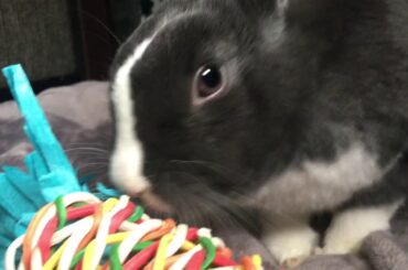 Cute Bunny Destroying Her Toy