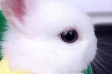 Most Cutest Baby Bunny’s ever