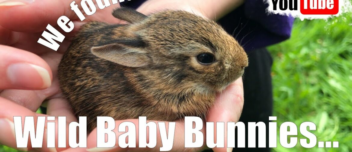 We found wild baby bunnies...