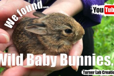 We found wild baby bunnies...