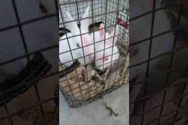 Very much cute little baby girl rabbits