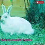Funny baby rabbit, Funny Rabbits,Rabbits, Rabbits, videos,beautiful,best, Rabbits,videos, #dharmusca