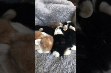 Cute baby bunnies