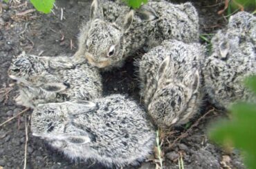 Cute rabbit babies