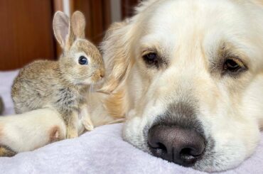 Cute Baby Bunnies think the Golden Retriever is their Mother