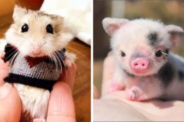 Cute baby animals Videos Compilation cutest moment of the animals - Soo Cute! #16