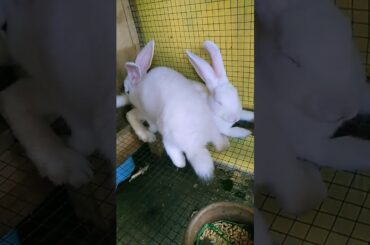 Our cute bunny meet sun and banban they are boy and girl