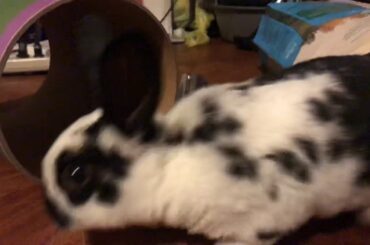 Look at this cute bunny