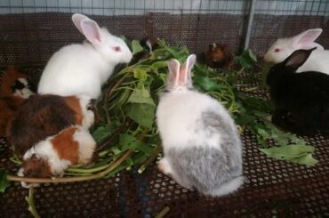 Cute Baby Rabbit Eating Vegetables / Funny Baby Bunny Rabbit Videos / Cute Rabbits Compilation 2020