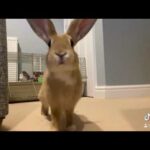 Cute Bunny Coming To Say Hey