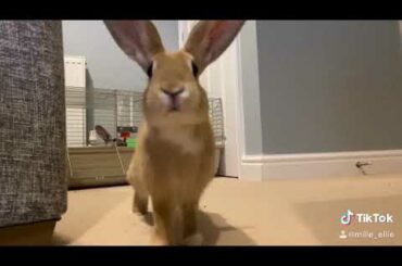 Cute Bunny Coming To Say Hey