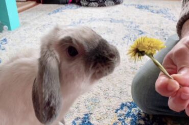 cute bunny eating dandelions, take 2!