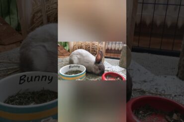 FUNNY AND CUTE BUNNIES | EATING BUNNIES | ADORABLE BUNNIES
