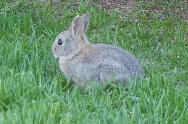 baby bunny in Ralston, WA