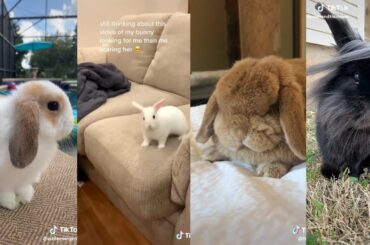 Tik Tok Cute Bunnies -  Tiktok Pets