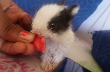 Baby bunny eating watermelon..