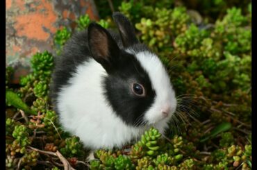Blind cute rabbit