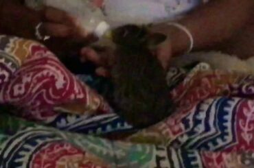 Cutest baby bunny😅😄🤩🥰😄