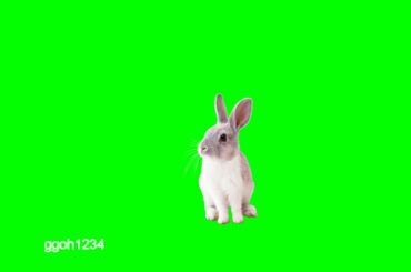 Nice cute Rabbit in green screen
