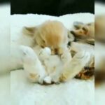 Funny and Cute Baby Bunny Rabbit Videos #8🐇 Baby Animal Video Compilation 2020