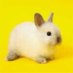 Cute Rabbit | Cute Bunny | Cute Baby Rabbits