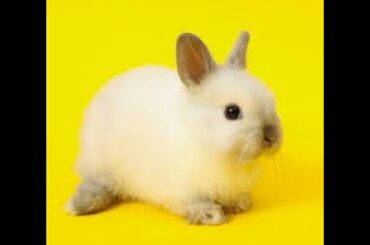 Cute Rabbit | Cute Bunny | Cute Baby Rabbits