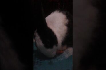 Cute rabbit eating carrot