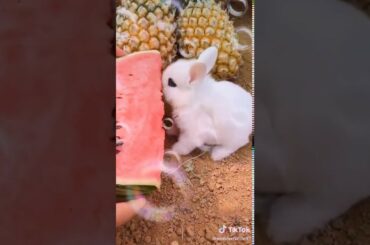 Cute bunny