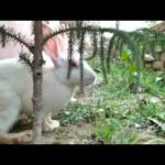 Day11: Jack and Jill playing with my Christmas tree// cute rabbit