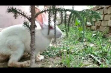 Day11: Jack and Jill playing with my Christmas tree// cute rabbit