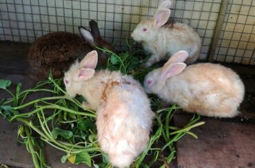 Funny and Cute Baby Bunny Rabbit Videos / Baby Animal Videos Compilation 2020 / Cute Rabbits Videos