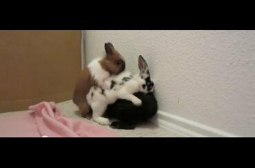 mating instinct - 3 rabbits