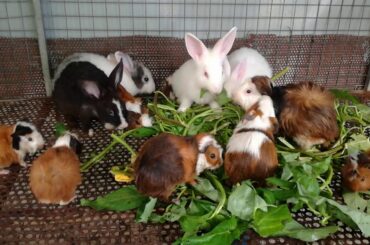 Cute Rabbits Eating Vegetables / Funny Baby Bunny Rabbit Videos Compilation / Cute Rabbits / Rabbit