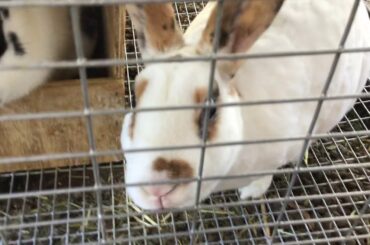 All of our bunnies (VERY CUTE)💗🐰💖🐰