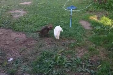 Kitty and bunny playing tag