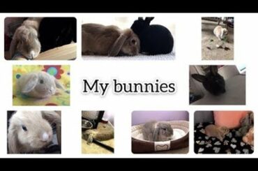 OUR BUNNIES 🐰