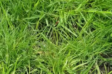 Baby Bunnies 🐰🐇🐰🐇sooooo cute!!!