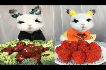 Rabbit Eating ASMR, Cute Rabbit ASMR, 토끼 먹는 ASMR, Part 9