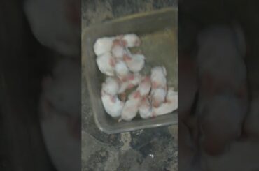 cute baby bunnies 😊