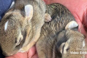 Cute baby rabbits