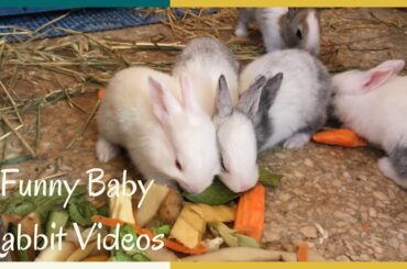 Funny Baby Rabbit Videos - Cute Baby Rabbits - Baby Animal Video Compilation 2020 Cute Bunnies Video
