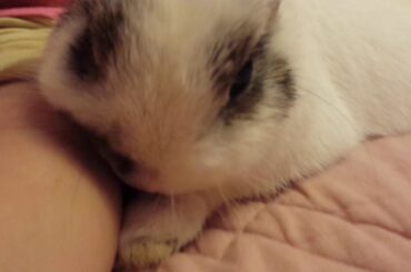 Super sweet and cute Bunny laying in bed licking to her owner