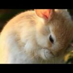 Cutest baby Rabbit 🐇♥️ || Adorable Animals ||