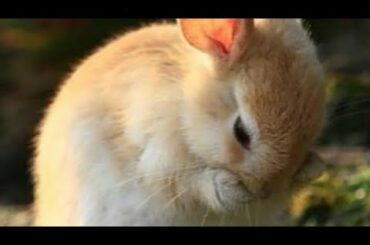 Cutest baby Rabbit 🐇♥️ || Adorable Animals ||