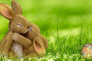 Funny and Cute Baby Rabbits Video/ Orginal Baby Bunny Rabbit//Video.