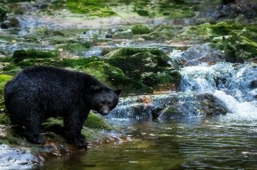 Funniest Cute Bear Video Compilation 2020 | Funny Pet Videos