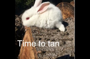 My cute little bunny